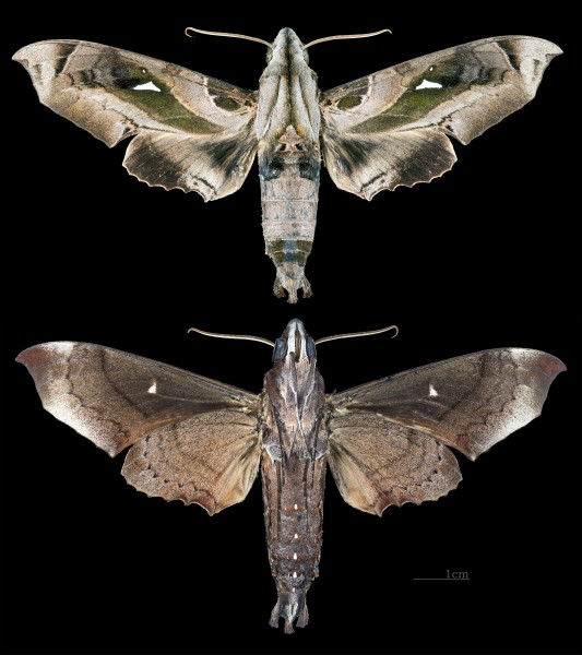 Madoryx plutonius plutonius MHNT CUT 2010 0 161 El Dorado Venezuela male
