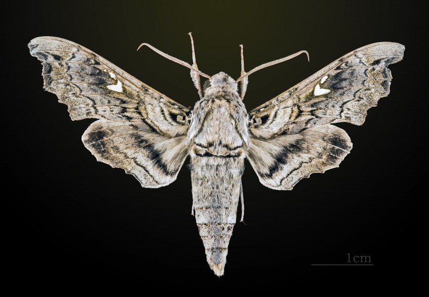 Madoryx pseudothyreus MHNT CUT 2010 0 37 Sanibel island Florida male dorsal