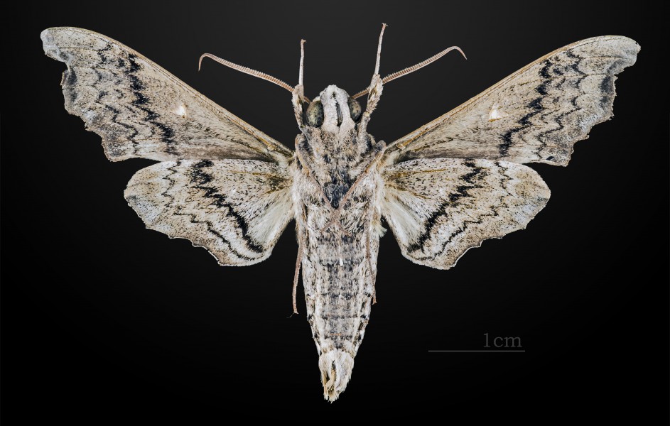Madoryx pseudothyreus MHNT CUT 2010 0 37 Sanibel island Florida male ventral