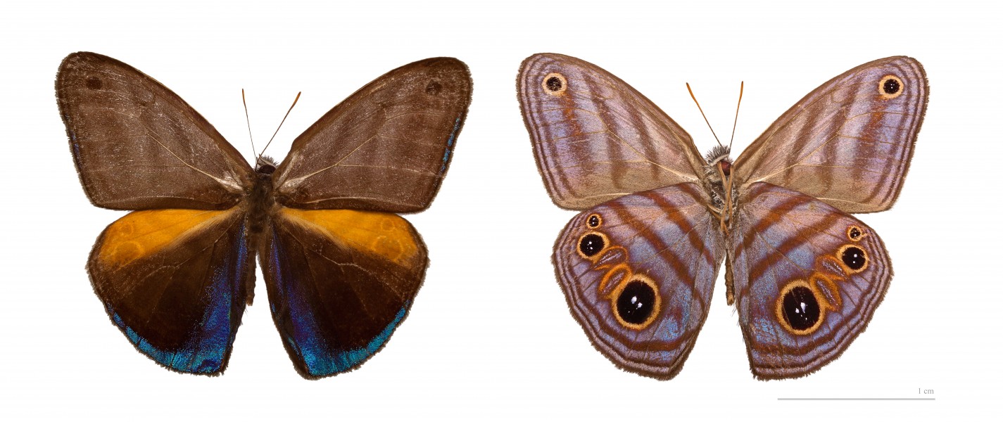 Magneuptychia tricolor MHNT