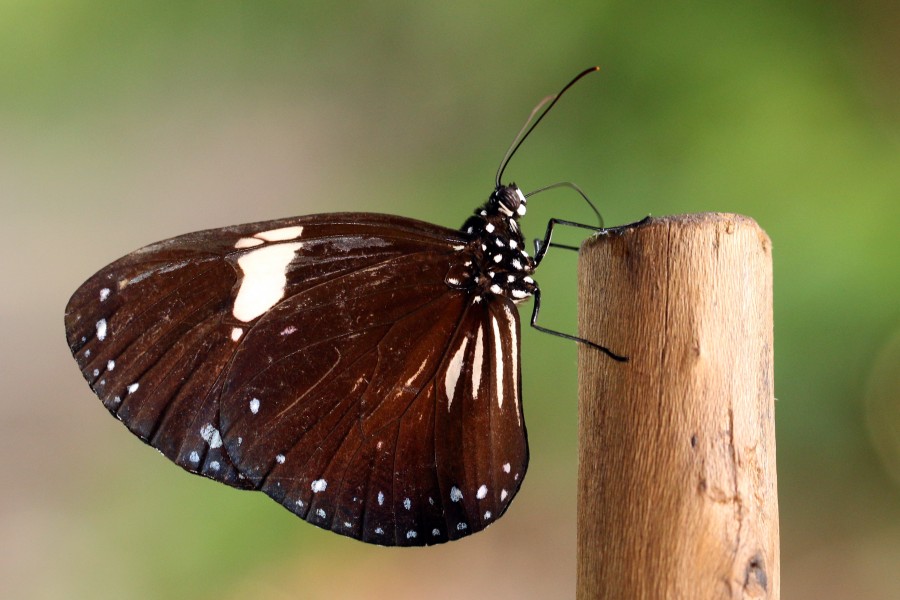 Magpie crow (Euploea radamanthus radamanthus) B