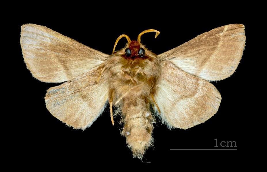 Malacosoma neustria MHNT CUT 2011 0 446 male Mussidan ventre