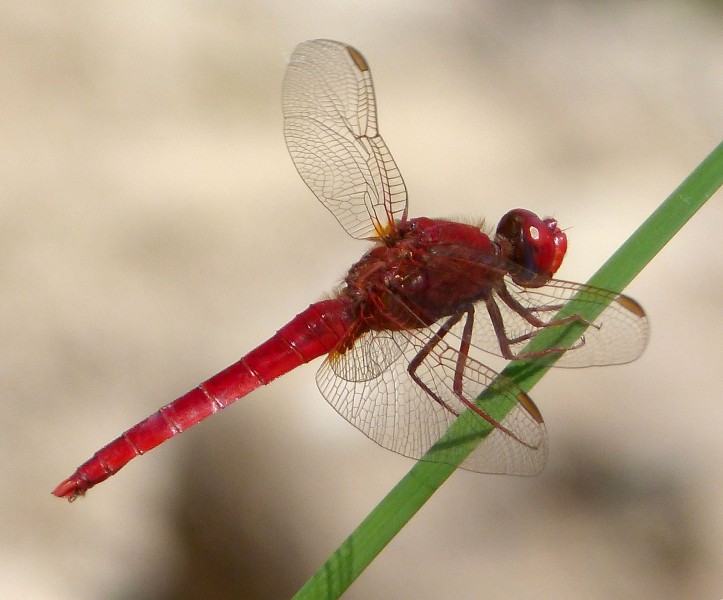 Male. Broad Scarlet. Crocothemis erythraea - Flickr - gailhampshire