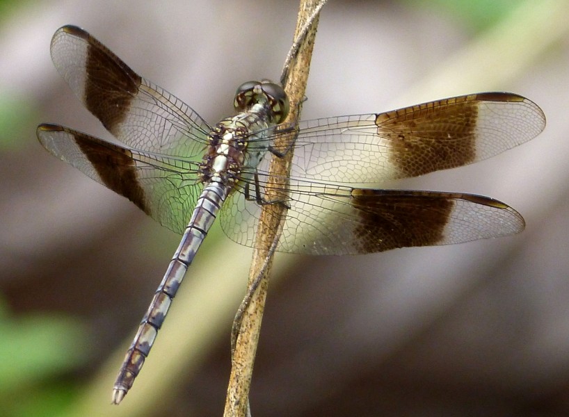 Male Band-winged Dragonlet-Erythrodiplax umbrata young male - Flickr - gailhampshire