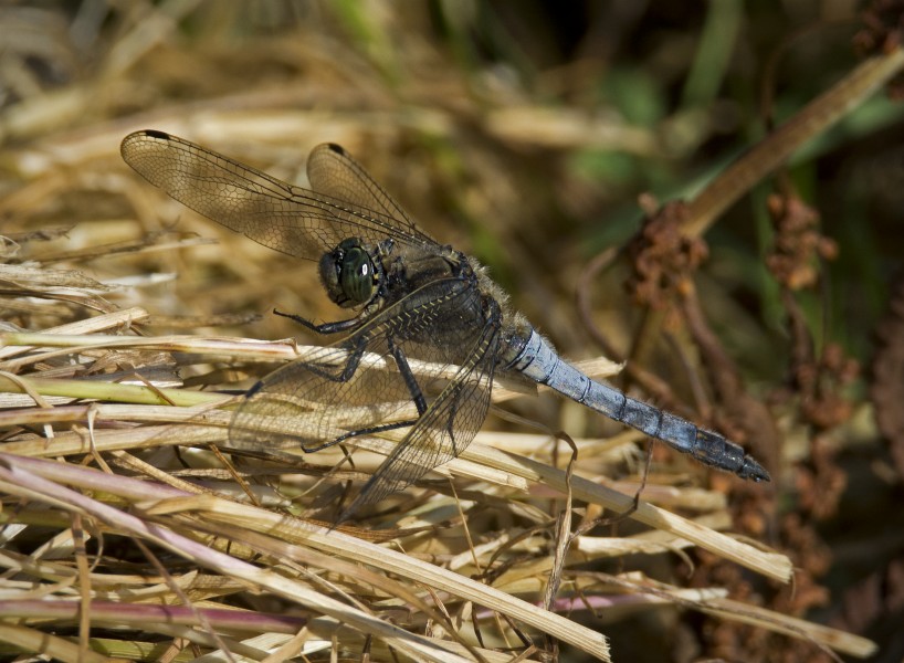 Male Black-Tailed Skimmer, Orthetrum cancellatum (19079063068)