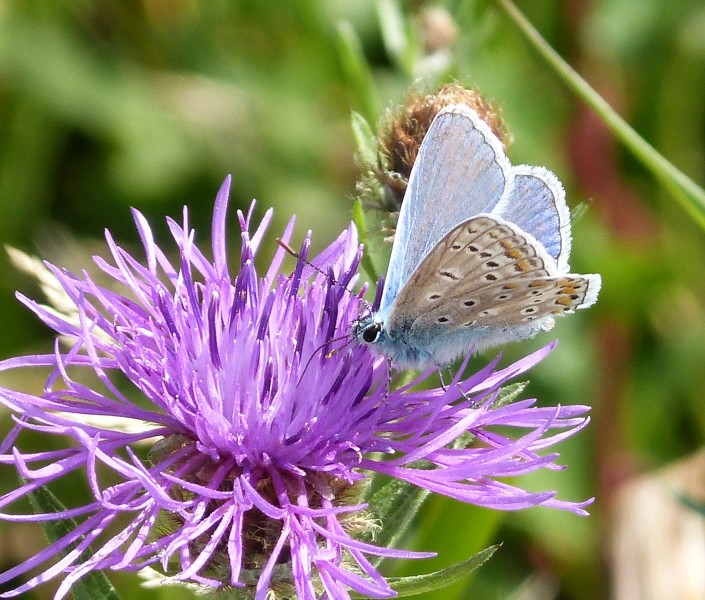 Male Common Blue. Polyommatus icarus - Flickr - gailhampshire (2)