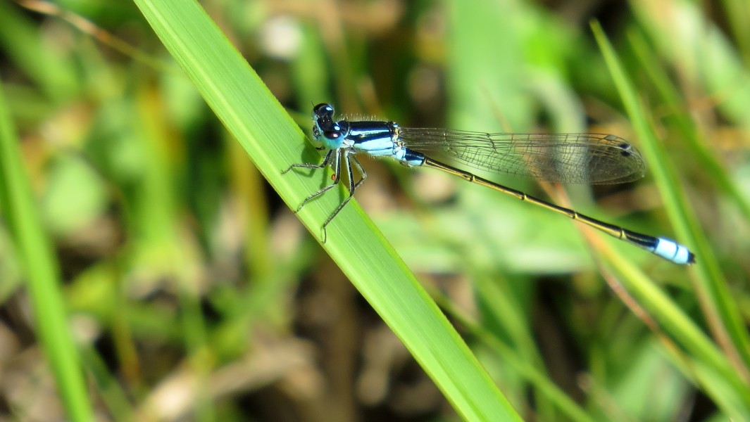Male Common Bluetail (15390570793)