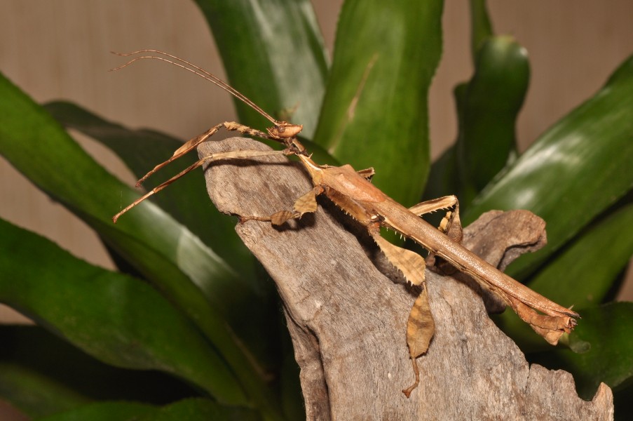 Male Extatosoma tiaratum (17028777767)