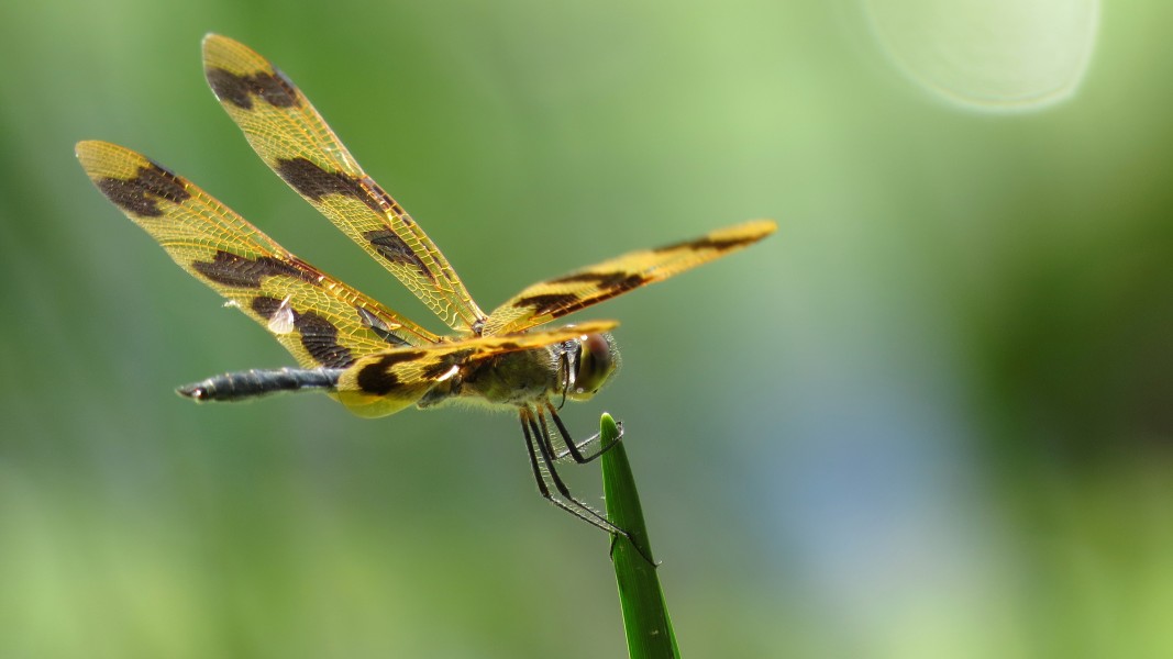 Male Graphic Flutterer wings up (16009440162)