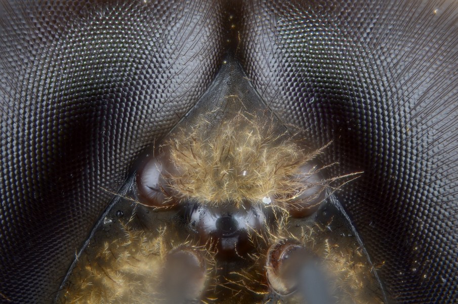 Male honney bee ocelli (6167122195)