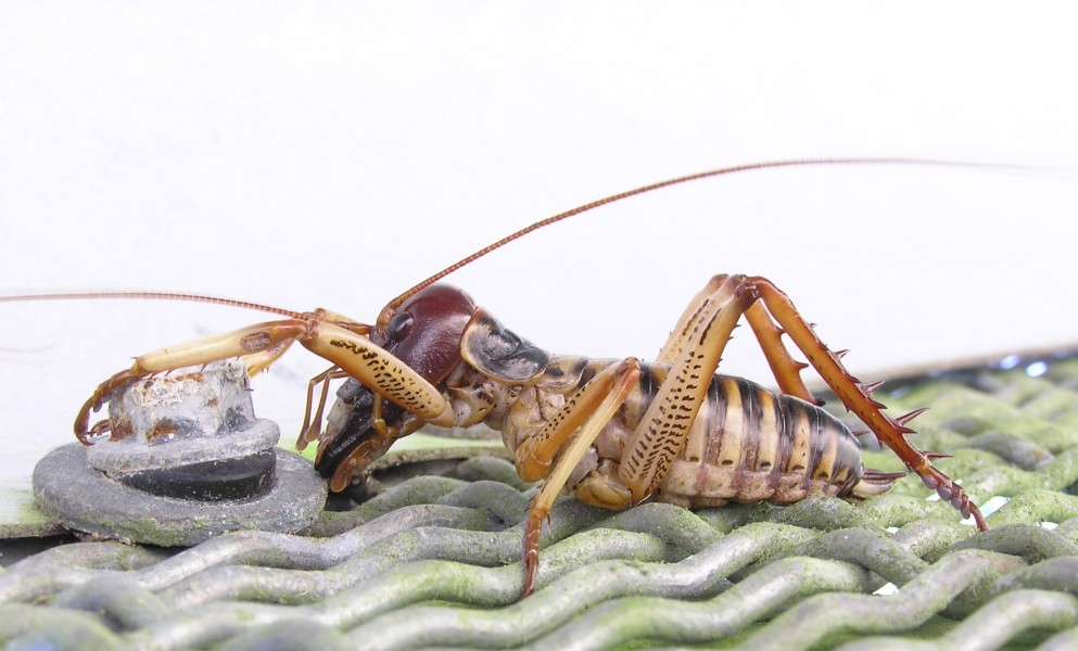 Male tree weta-orig