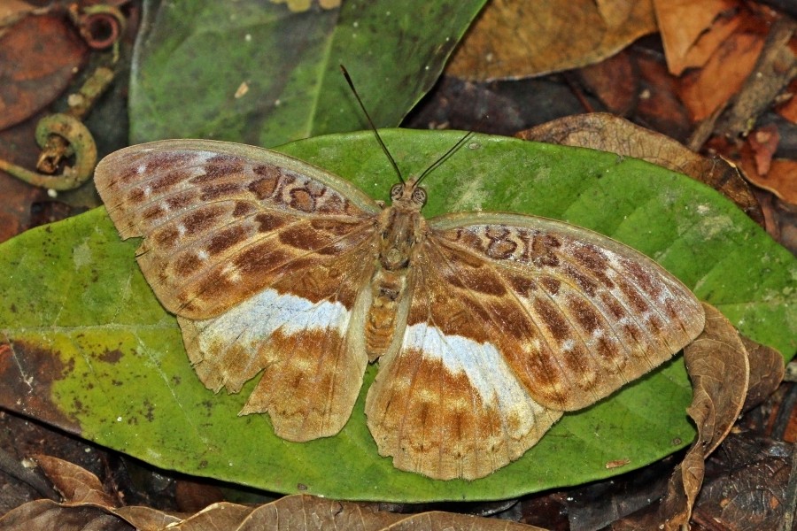 Mandinga forester (Bebearia mandinga mandinga) female