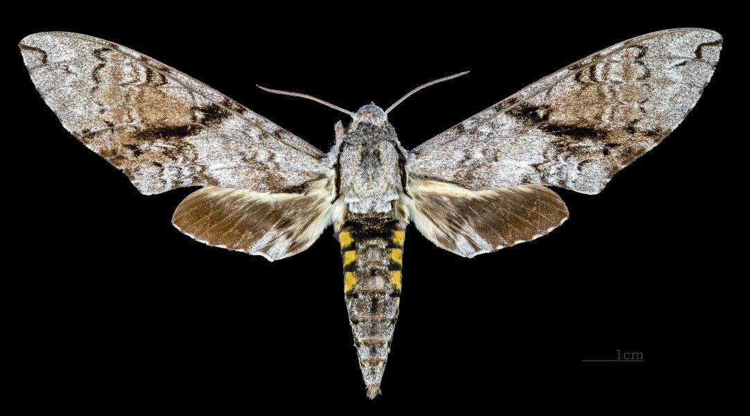 Manduca andicola MHNT CUT 2010 0 106 Tingo María, Huánuco male dorsal