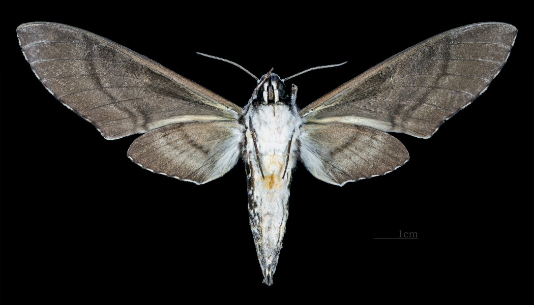 Manduca andicola MHNT CUT 2010 0 106 Tingo María, Huánuco male ventral