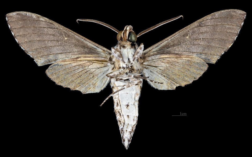 Manduca brontes cubensis MHNT CUT 2010 0 206 Soroa Pinar del rio Cuba male ventral