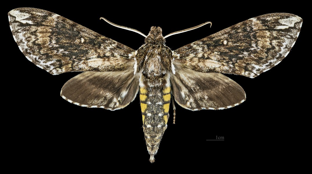 Manduca dilucida MHNT CUT 2010 0 274 Nuevo X-càn Quintana Roo Mexico male dorsal