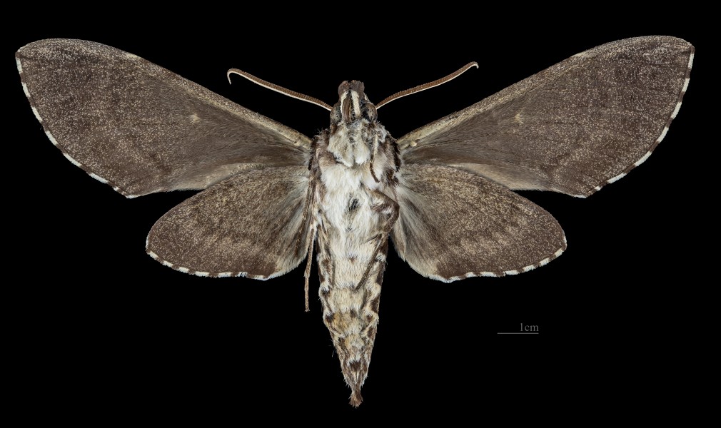 Manduca dilucida MHNT CUT 2010 0 274 Nuevo X-càn Quintana Roo Mexico male ventral