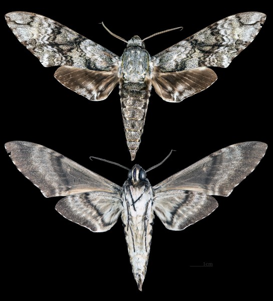 Manduca huascara MHNT CUT 2010 0 116 Coralie PK3 French Guiana male