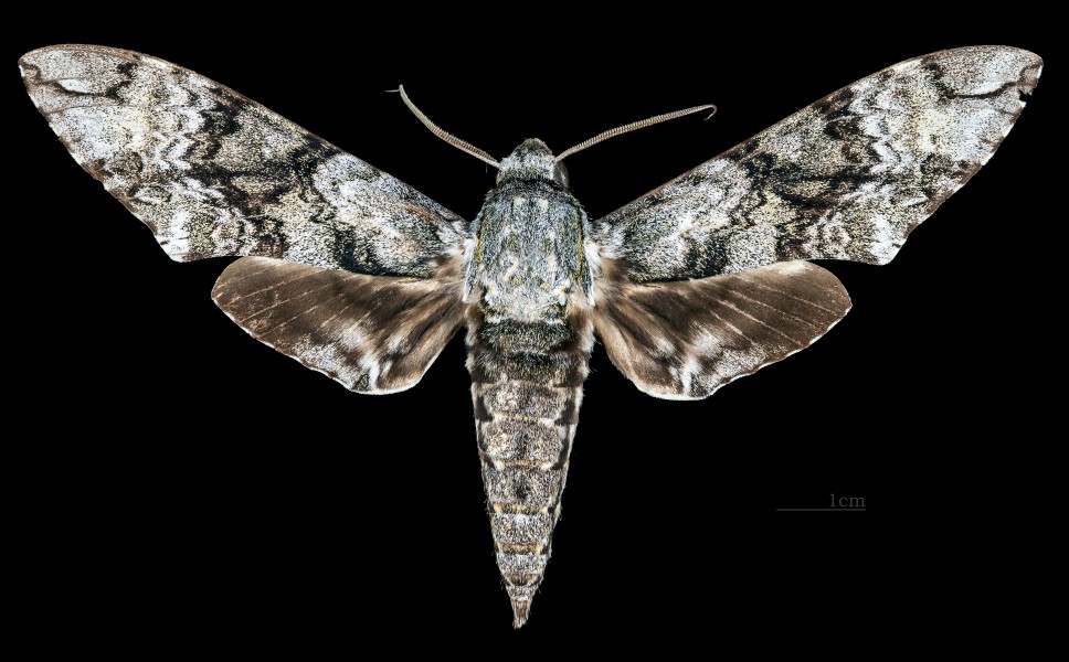 Manduca huascara MHNT CUT 2010 0 116 Coralie PK3 French Guiana male dorsal