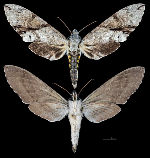 Manduca incisa MHNT CUT 2010 0 110 Nova Teutonia Santa Catarina Brazil female
