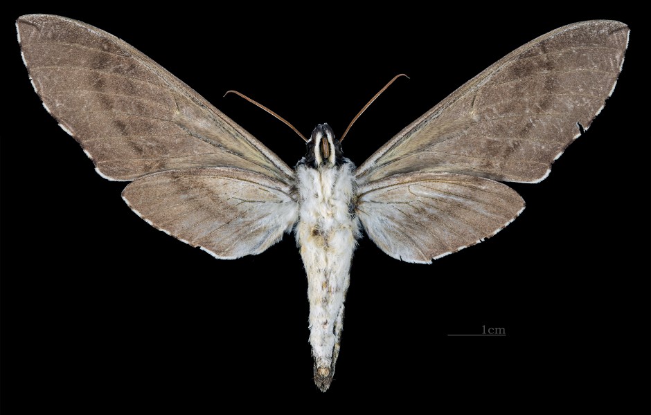 Manduca incisa MHNT CUT 2010 0 110 Nova Teutonia Santa Catarina Brazil female ventral