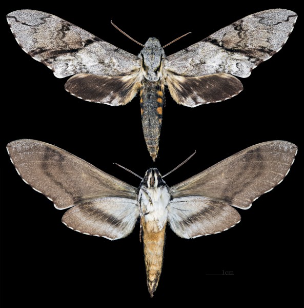Manduca incisa MHNT CUT 2010 0 110 Rio Natal Santa Catarina Brazil male