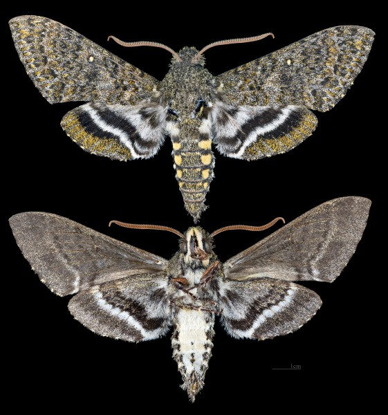 Manduca jordani MHNT CUT 2010 0 260 Salta Province Argentina male