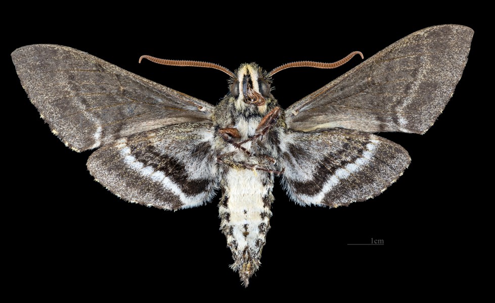 Manduca jordani MHNT CUT 2010 0 260 Salta Province Argentina male ventral