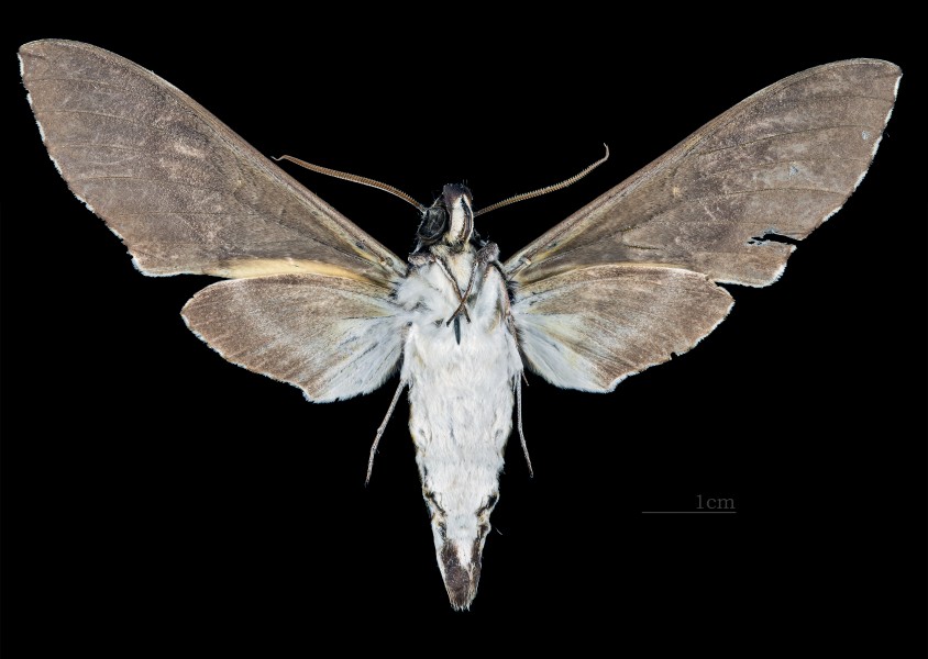 Manduca lefeburii MHNT CUT 2010 0 109 Ecuador Male ventral