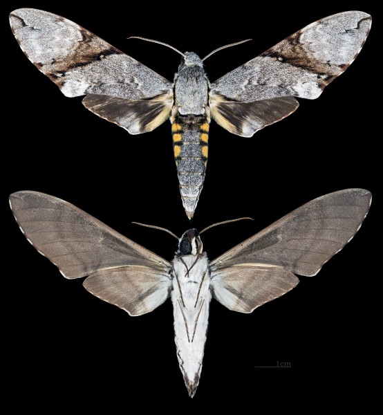 Manduca lefeburii MHNT CUT 2010 0 109 French Guyana female