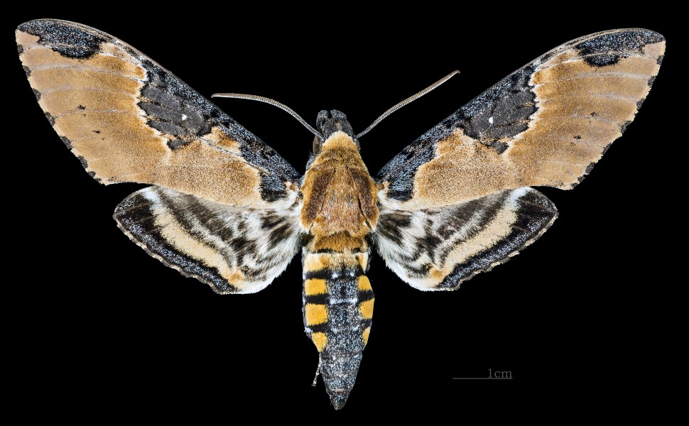 Manduca ochus MHNT CUT 2010 0 111 Nuevo Xcán Quintana Roo male dorsal