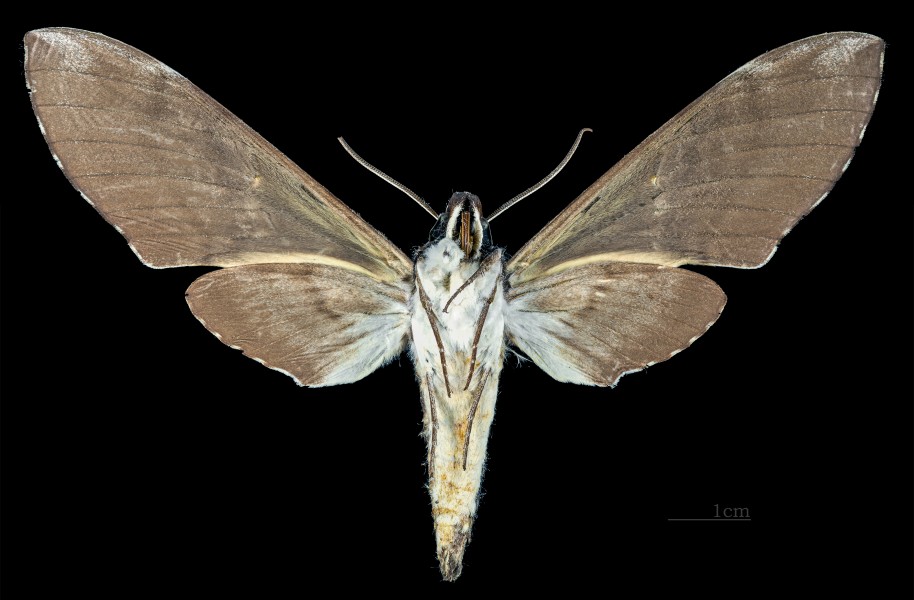Manduca prestoni MHNT CUT 2010 0 106 Pimenta Bueno Rondônia male ventral