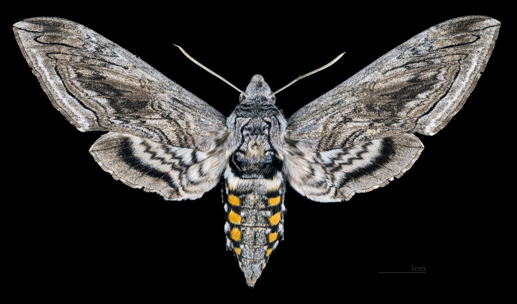 Manduca quinquemaculata MHNT CUT 2010 0 116 Sorel-Tracy Quebec Canada female dorsal