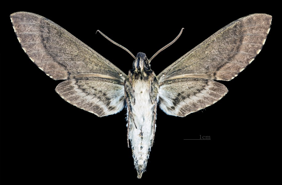 Manduca scutata MHNT CUT 2010 0 69 Gigante (Huila) Colombia male ventral