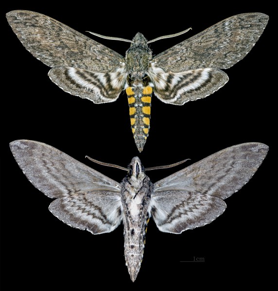 Manduca sexta MHNT CUT 2010 0 104 Caranavi, La Paz Bolivia male