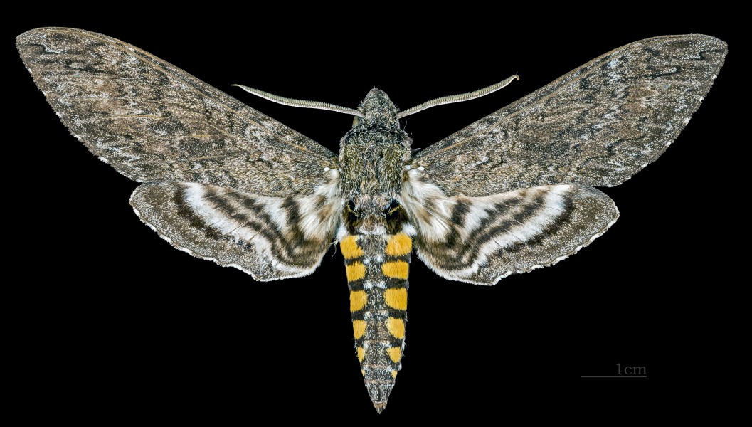 Manduca sexta MHNT CUT 2010 0 104 Caranavi, La Paz Bolivia male dorsal