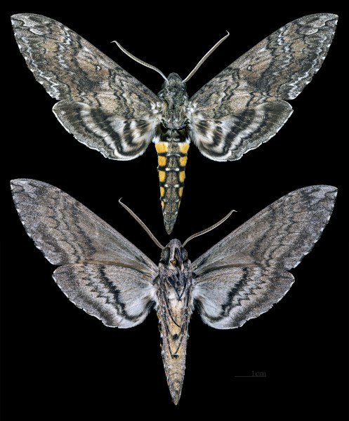Manduca sexta MHNT CUT 2010 0 104 Dos Amates Catemaco VeraCruz Mexico female