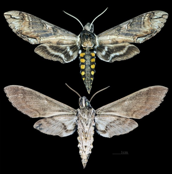 Manduca tucumana MHNT CUT 2010 0 111 Villa Nougues Tucuman Argentina male