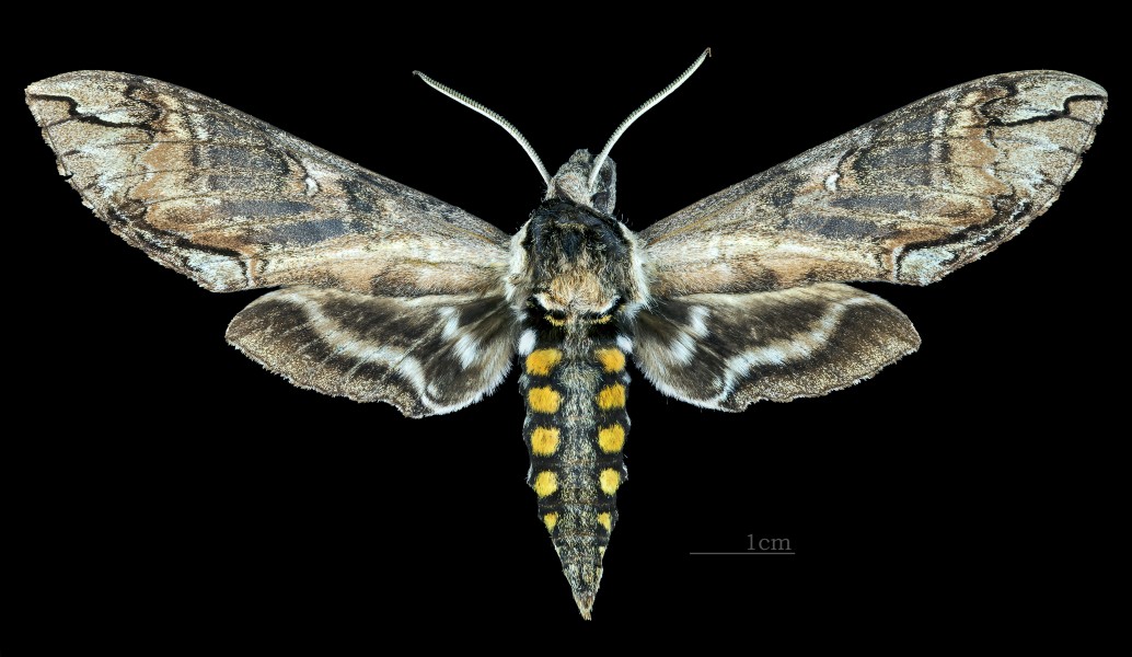 Manduca tucumana MHNT CUT 2010 0 111 Villa Nougues Tucuman Argentina male dorsal