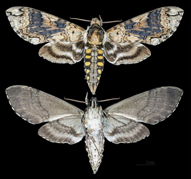 Manduca wellingi MHNT CUT 2010 0 105 Nuevo Xcán Quintana Roo male