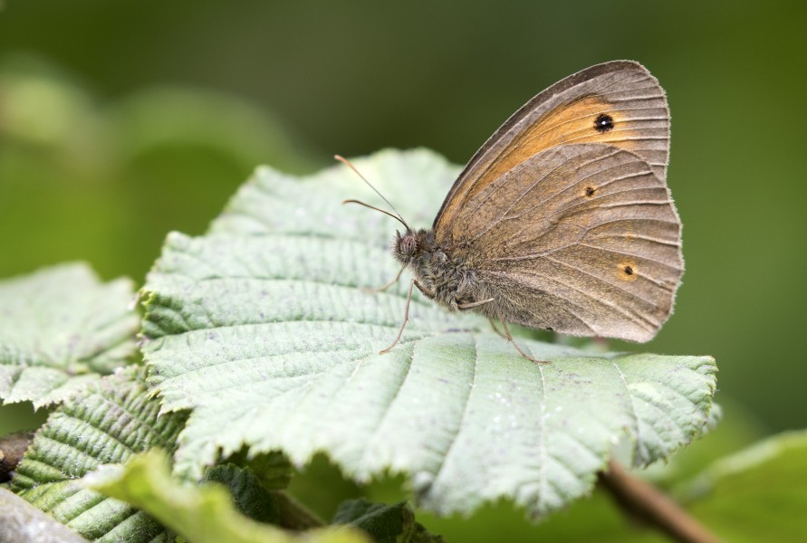 Maniola jurtina, Giresun 2017-07-05 03-4