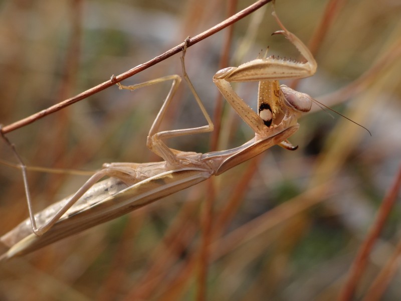 Mante religieuse (Mantis religiosa) - Causse Méjean, Cévennes