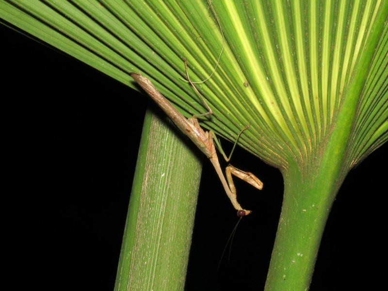 Mantid - Flickr - treegrow