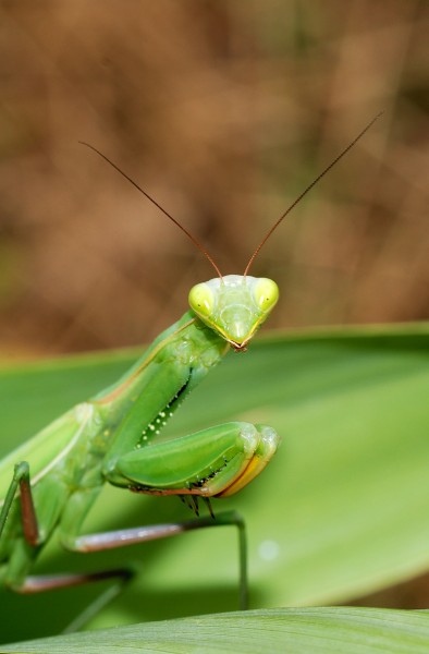 Mantid August 2007-1
