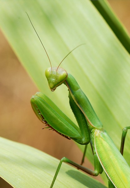 Mantid August 2007-3