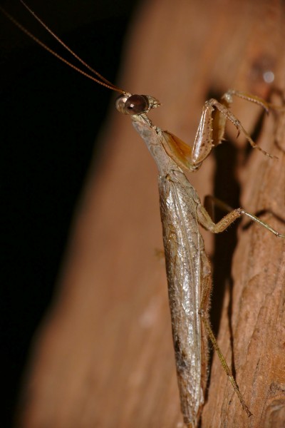 Mantis (Antistia sp.) (16518276768)