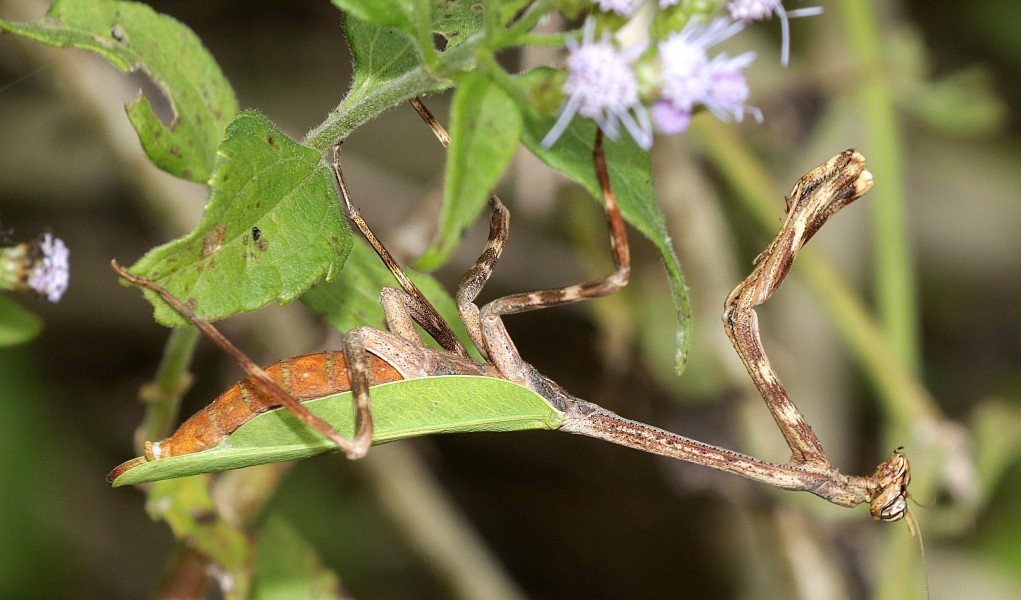 MANTIS, TEXAS UNICORN (Phyllovates chlorophaea) (10-30-2015) national butterfly center, mission, hidallgo co, tx -05 (22724553448)