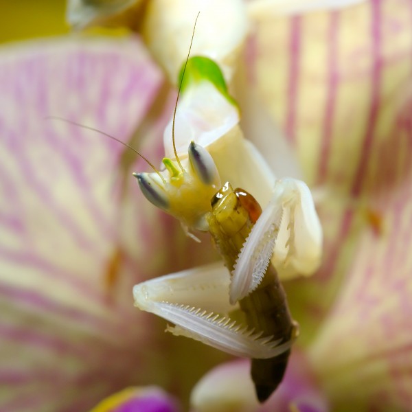 Mantis Hymenopus coronatus 5 Luc Viatour