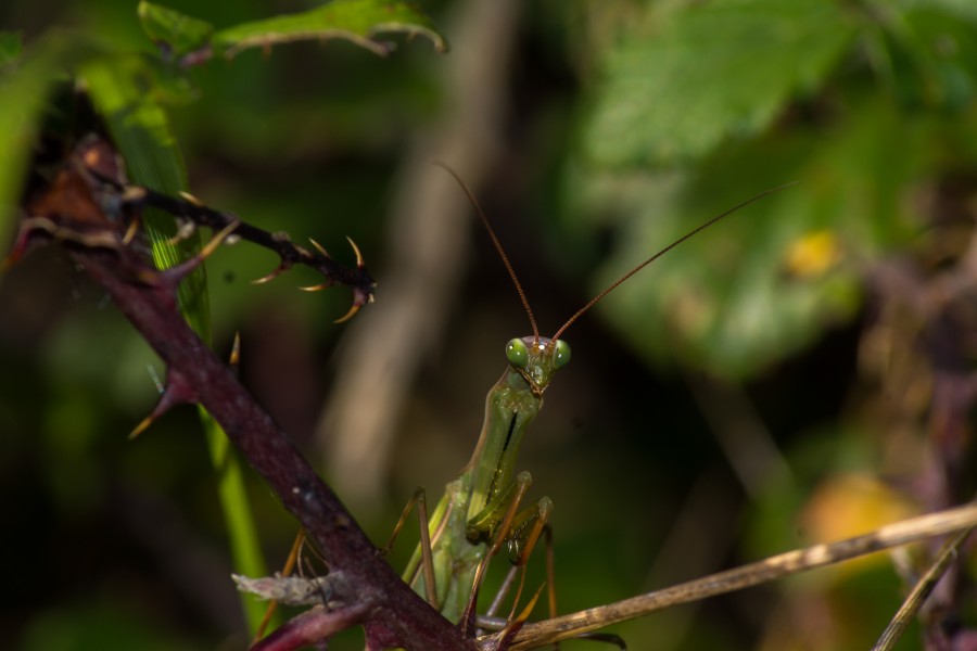 Mantis religiosa (5)