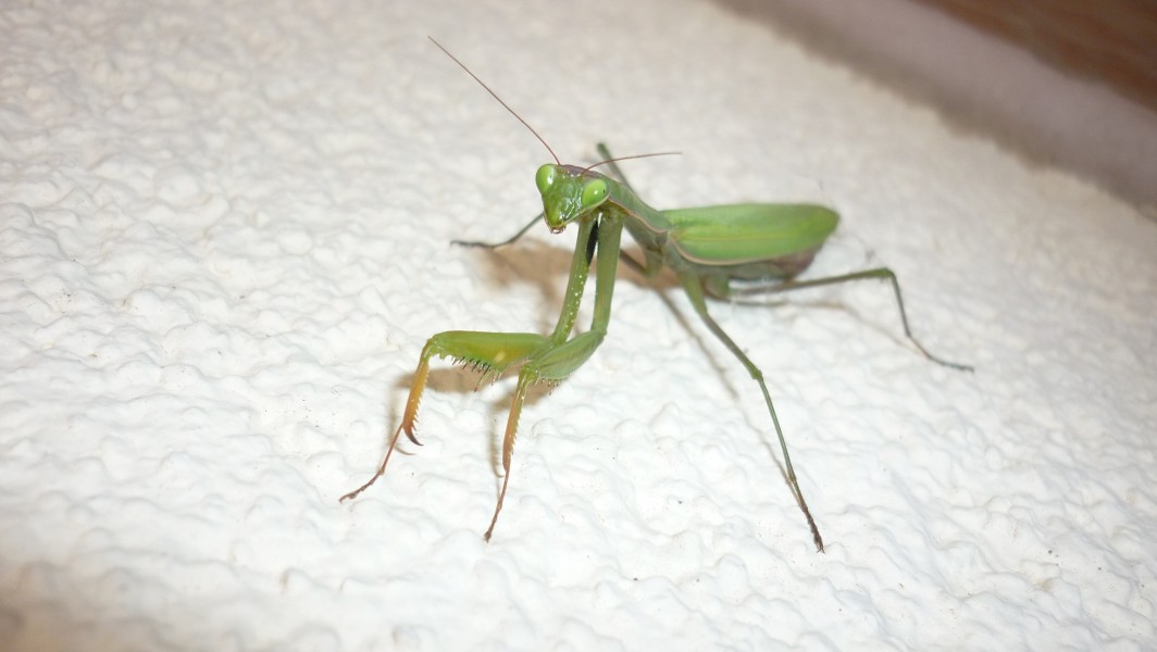 Mantis religiosa (Imádkozó sáska)